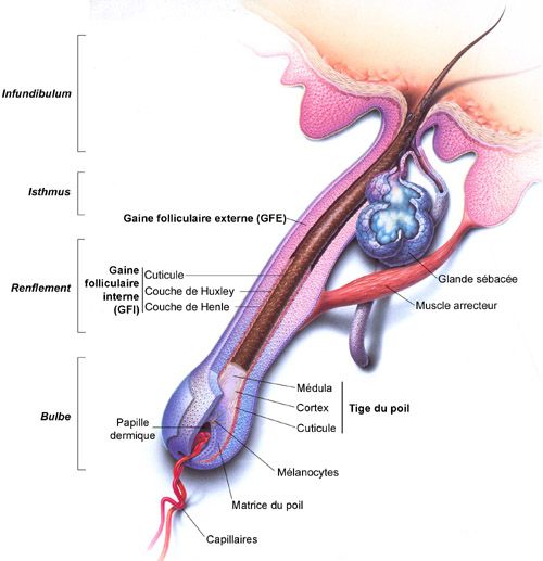 Anatomie du cheveu et applications cliniques : ce qu’il faut savoir