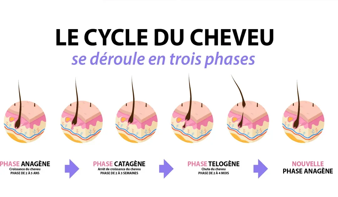 cycle du cheveu