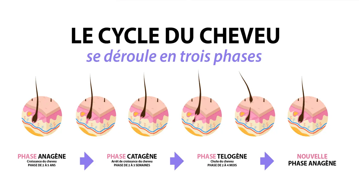 cycle du cheveu
